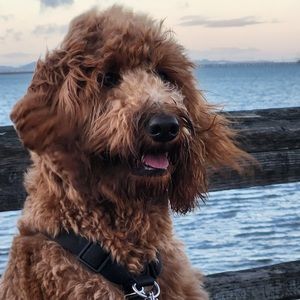 Meet your Posher, Ivan